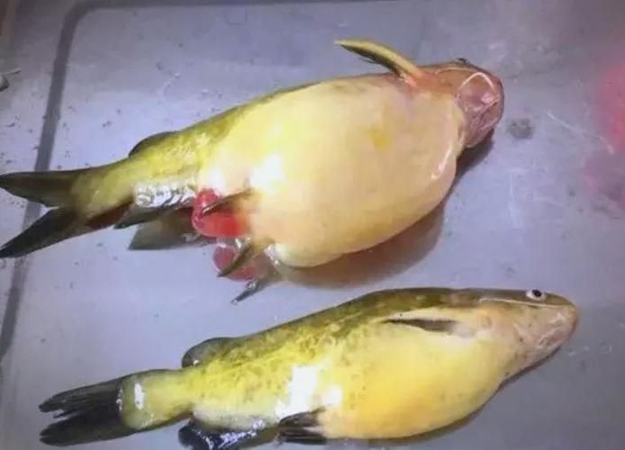 能否提供更多關(guān)于魚腹水的圖片，關(guān)于魚腹水的知識