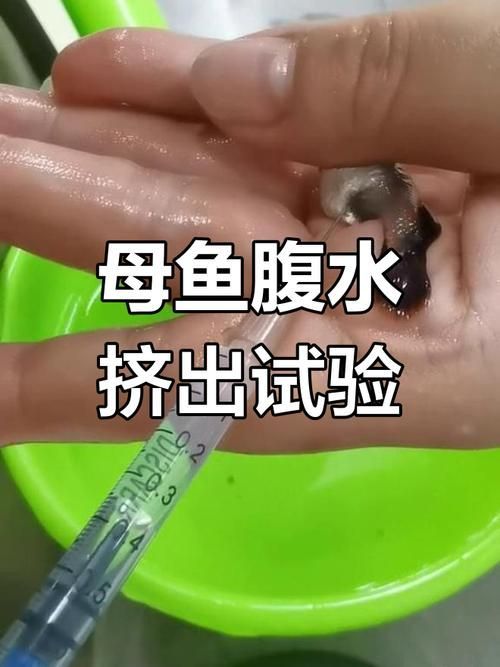 能否提供更多關(guān)于魚腹水的圖片，關(guān)于魚腹水的知識