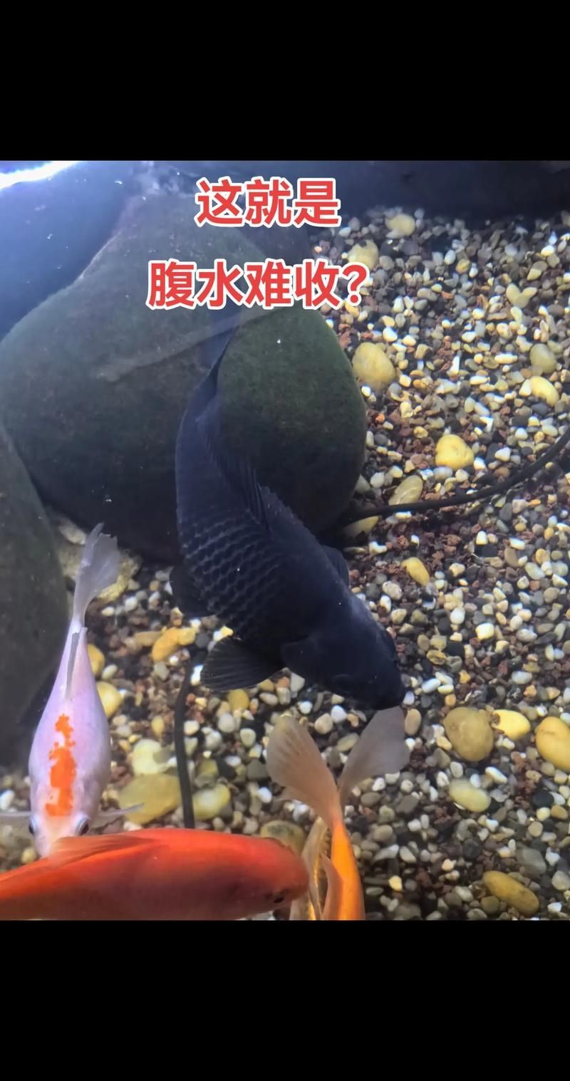 能否提供更多關(guān)于魚腹水的圖片，關(guān)于魚腹水的知識