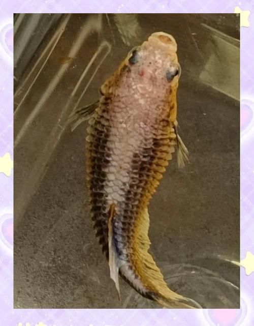 能否提供更多關(guān)于魚腹水的圖片，關(guān)于魚腹水的知識
