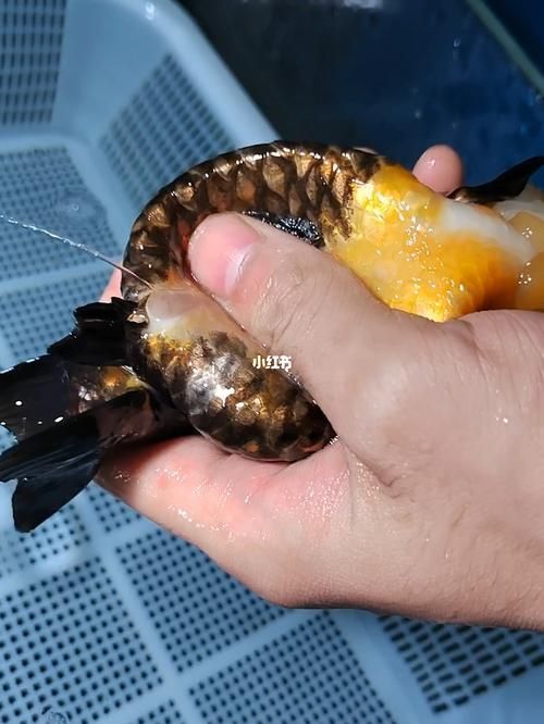 能否提供更多關(guān)于魚腹水的圖片，關(guān)于魚腹水的知識