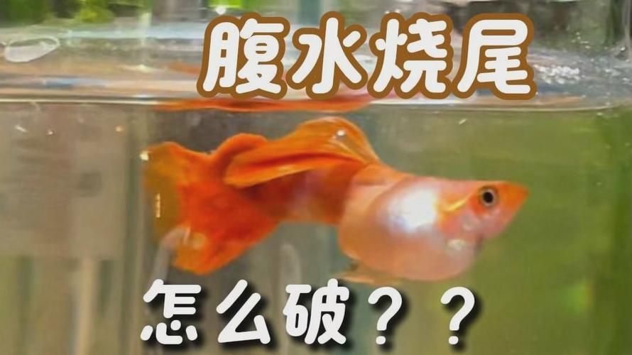 能否提供更多關(guān)于魚腹水的圖片，關(guān)于魚腹水的知識