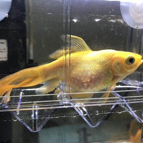 能否提供更多關(guān)于魚腹水的圖片，關(guān)于魚腹水的知識