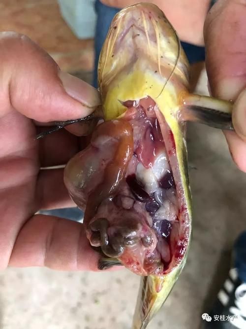 能否提供更多關(guān)于魚腹水的圖片，關(guān)于魚腹水的知識