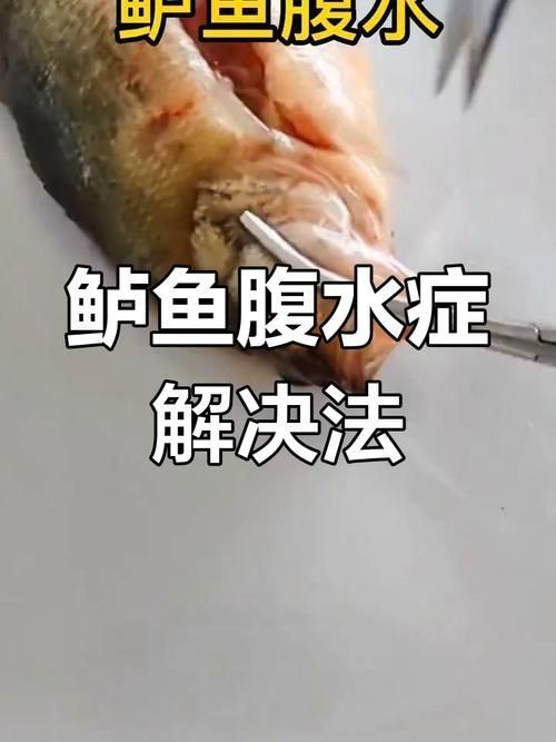 能否提供更多關(guān)于魚腹水的圖片，關(guān)于魚腹水的知識