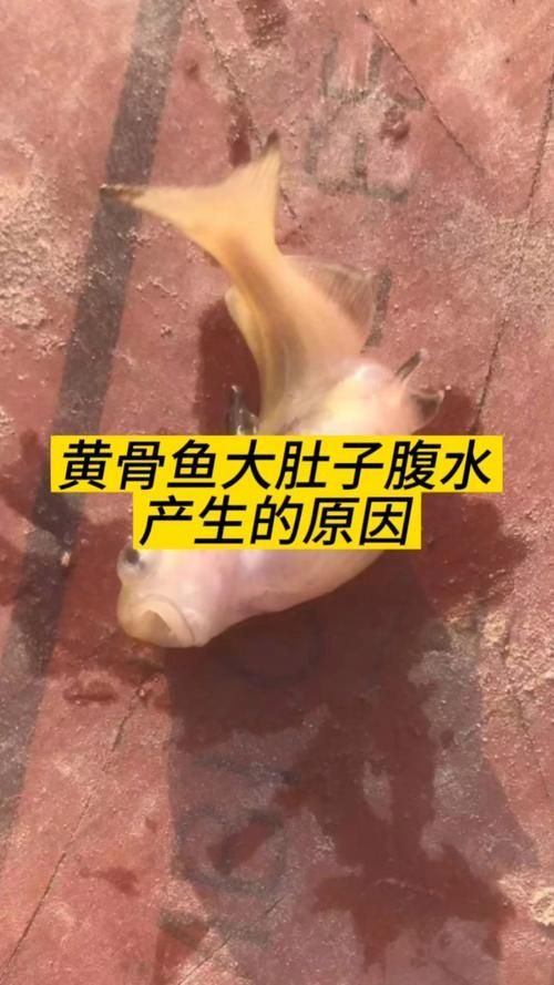 能否提供更多關(guān)于魚腹水的圖片，關(guān)于魚腹水的知識