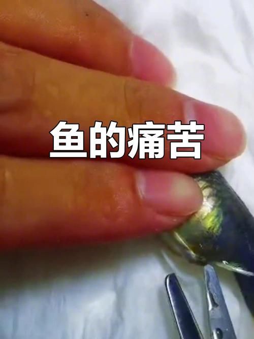 能否提供更多關(guān)于魚腹水的圖片，關(guān)于魚腹水的知識