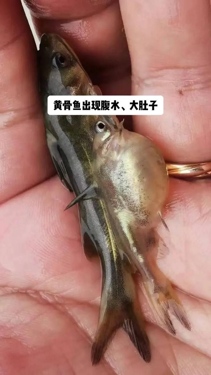 能否提供更多關(guān)于魚腹水的圖片，關(guān)于魚腹水的知識