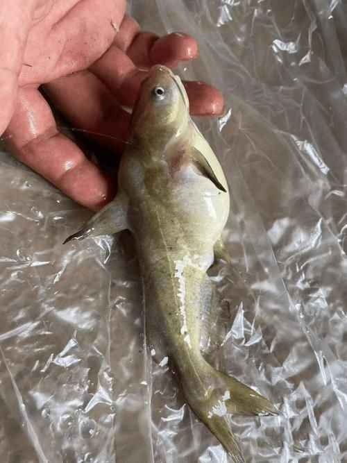 能否提供更多關(guān)于魚腹水的圖片，關(guān)于魚腹水的知識