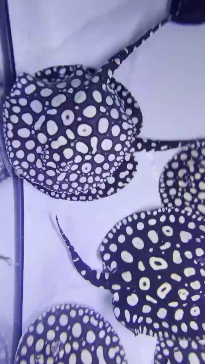 自留一批魚已經(jīng)25cm，自留魚養(yǎng)殖的成功經(jīng)驗(yàn)和存在的成功經(jīng)驗(yàn)和存在的問題