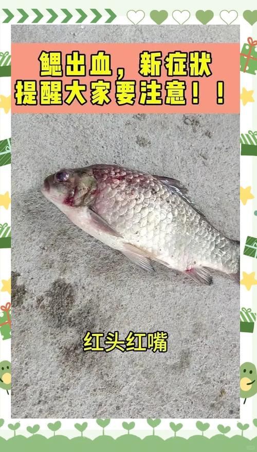 如何判斷魚鰭根部充血，如何判斷魚鰭根部充血——專業診斷指南 如何判斷魚鰭根部充血，如何判斷魚鰭根部充血——專業診斷指南 龍魚百科 第11張