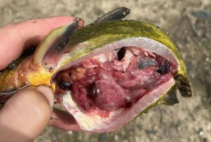 如何判斷魚鰭根部充血，如何判斷魚鰭根部充血——專業診斷指南 如何判斷魚鰭根部充血，如何判斷魚鰭根部充血——專業診斷指南 龍魚百科 第1張