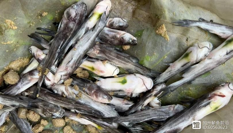 如何判斷魚鰭根部充血，如何判斷魚鰭根部充血——專業診斷指南 如何判斷魚鰭根部充血，如何判斷魚鰭根部充血——專業診斷指南 龍魚百科 第6張