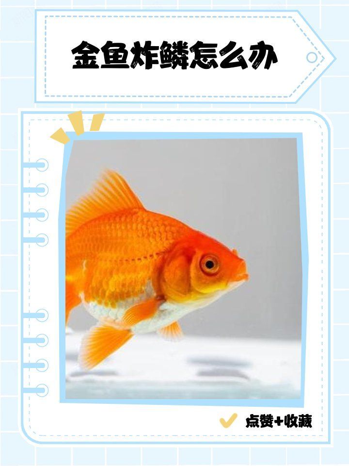 松鱗病有哪些治療方法，如何治療松鱗病 松鱗病有哪些治療方法，如何治療松鱗病 龍魚百科 第3張