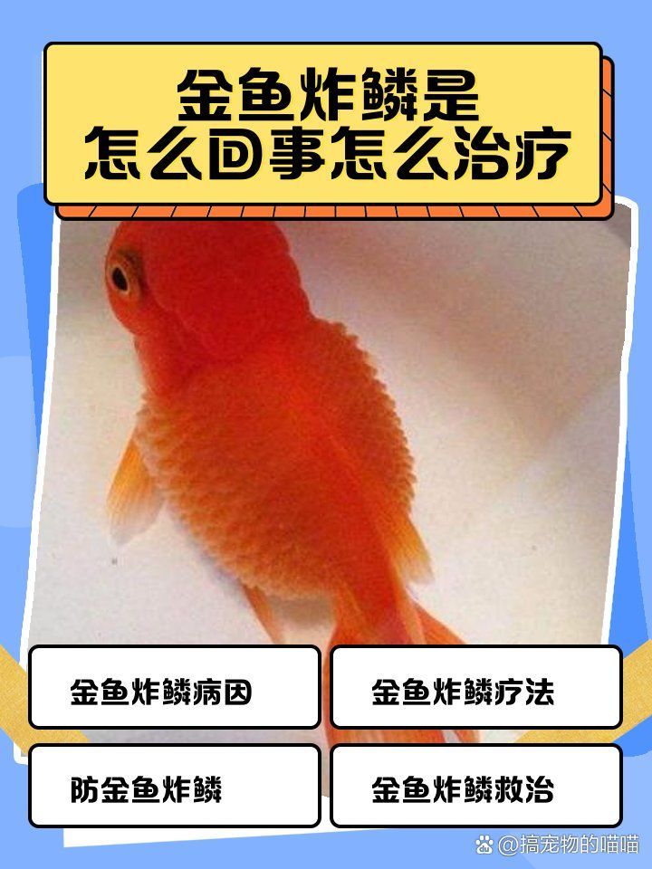 松鱗病有哪些治療方法，如何治療松鱗病 松鱗病有哪些治療方法，如何治療松鱗病 龍魚百科 第4張