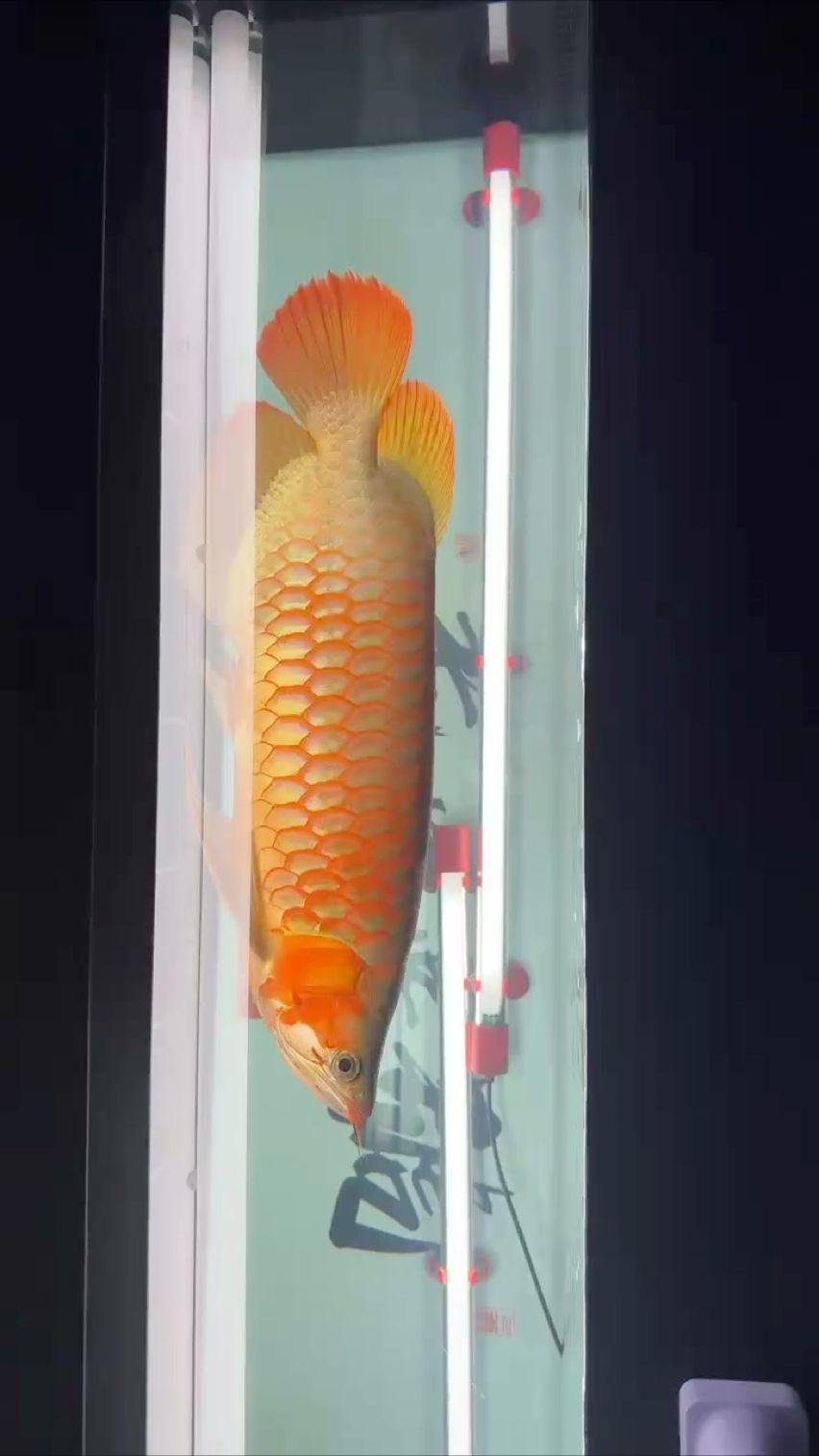 #紅龍魚#龍魚日記，我與紅龍魚共度的日記