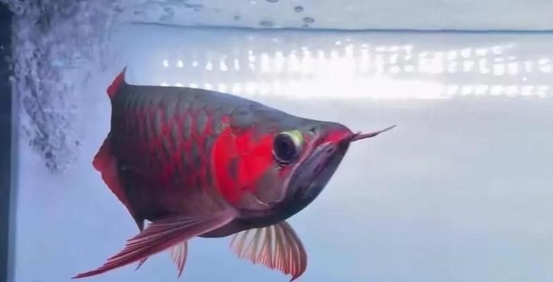 紅龍魚購買注意事項，紅龍魚購買注意事項詳解