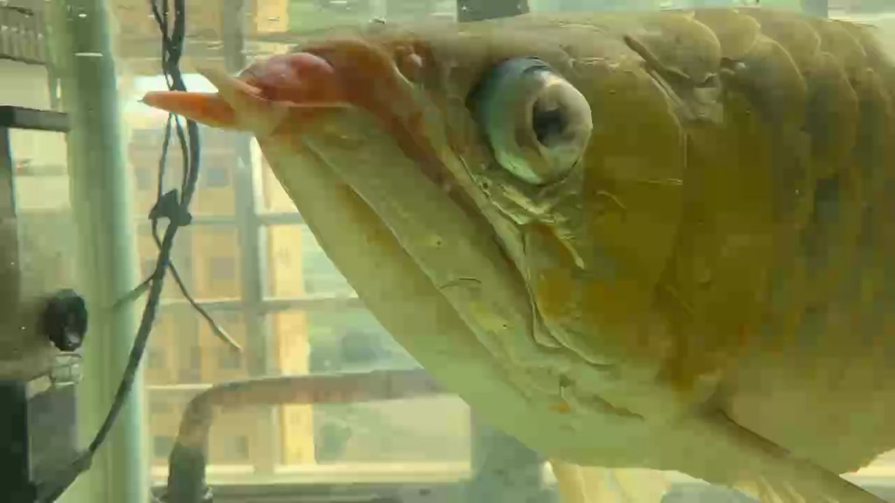 很多瑕疵的魚 記錄一下 第一天，很多瑕疵的魚記錄一下第一天