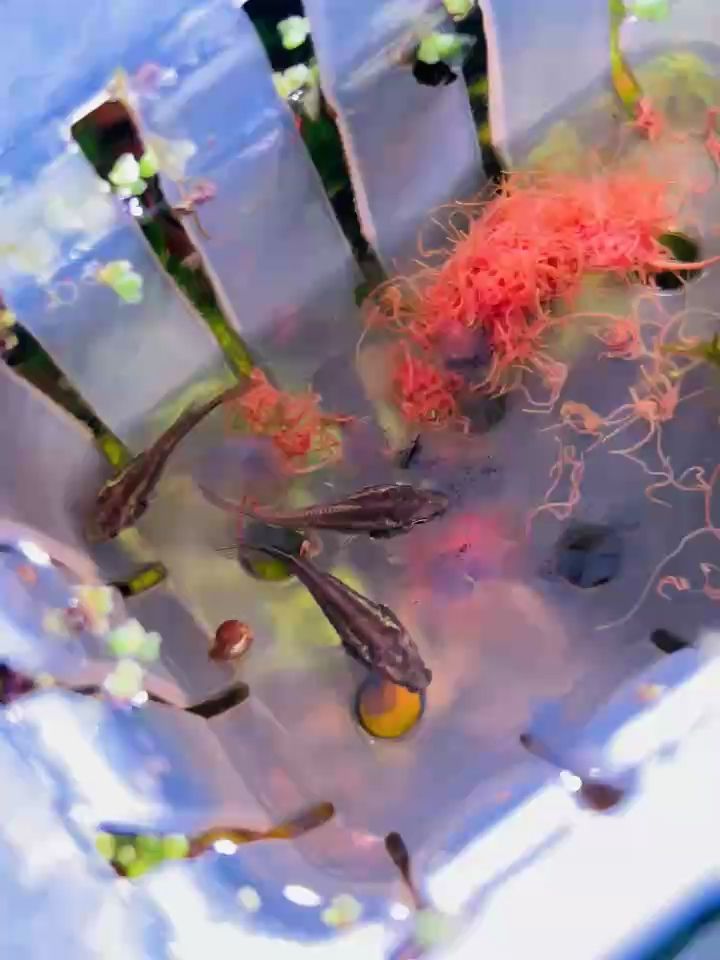 魚缸過濾器選購指南:自制魚缸過濾器魚缸上置過濾器對于養(yǎng)魚愛好者的必備知識 什么魚苗,什么是魚苗 龍魚論壇 什么魚苗,什么是魚苗 什么魚苗,什么是魚苗 龍魚論壇