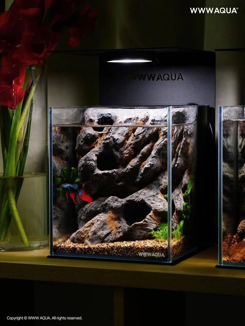 如何科學飼養短身紅龍魚，短身紅龍魚科學飼養全流程指南 如何科學飼養短身紅龍魚，短身紅龍魚科學飼養全流程指南 龍魚百科 第4張