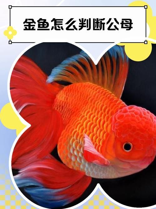 能否提供金龍魚雌雄對比的圖片，金龍魚的性別特征