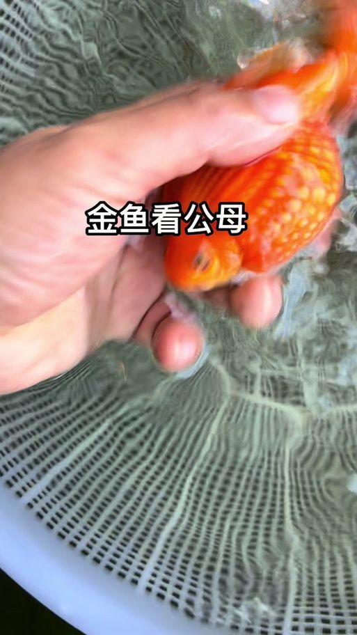 能否提供金龍魚雌雄對比的圖片，金龍魚的性別特征