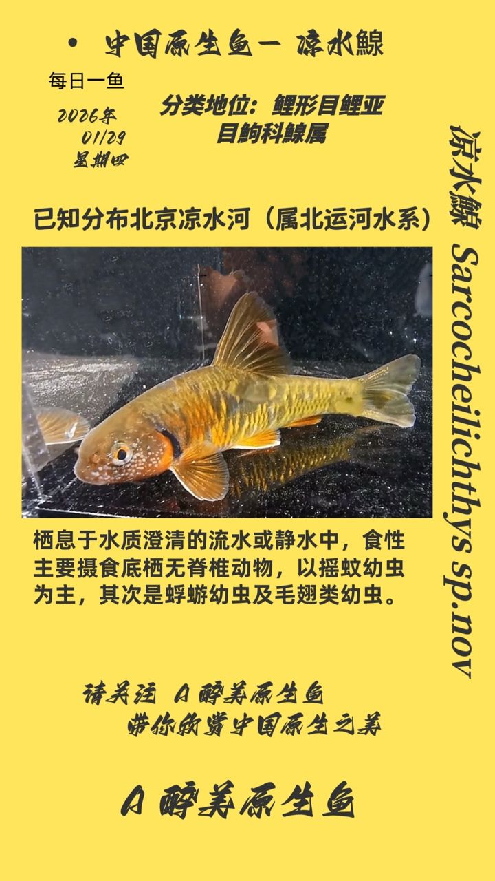涼水鰁，涼水鰁在中國和其他亞洲,涼水河