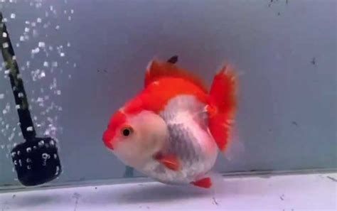 金魚爛尾巴潰爛最簡單方法,如何處理金魚的爛尾巴問題 龍魚百科 第2張 金魚爛尾巴潰爛最簡單方法,如何處理金魚的爛尾巴問題 金魚爛尾巴潰爛最簡單方法,如何處理金魚的爛尾巴問題 龍魚百科 第2張
