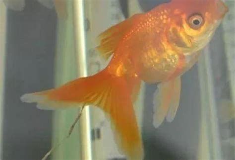 金魚爛尾巴潰爛最簡單方法,如何處理金魚的爛尾巴問題 龍魚百科 第1張 金魚爛尾巴潰爛最簡單方法,如何處理金魚的爛尾巴問題 金魚爛尾巴潰爛最簡單方法,如何處理金魚的爛尾巴問題 龍魚百科 第1張
