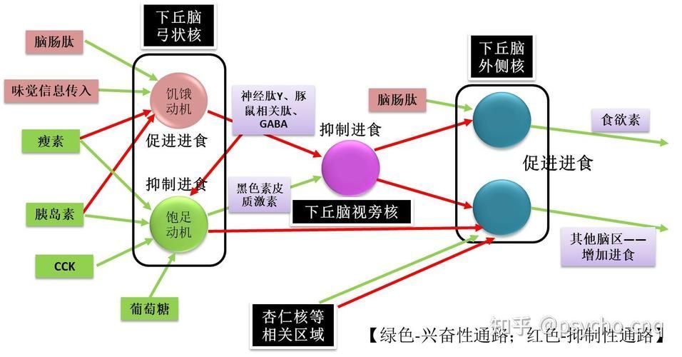 能再詳細(xì)分析幾個(gè)拒食原因嗎，厭深入探討拒食現(xiàn)象