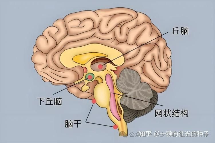 能再詳細(xì)分析幾個(gè)拒食原因嗎，厭深入探討拒食現(xiàn)象