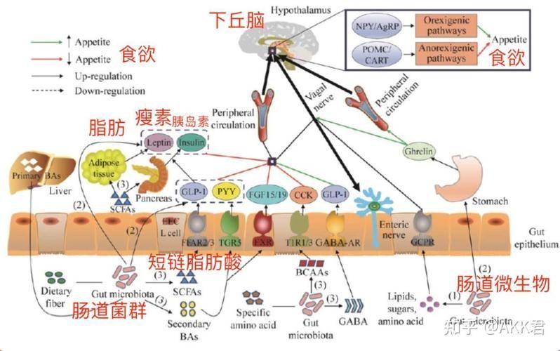 能再詳細(xì)分析幾個(gè)拒食原因嗎，厭深入探討拒食現(xiàn)象