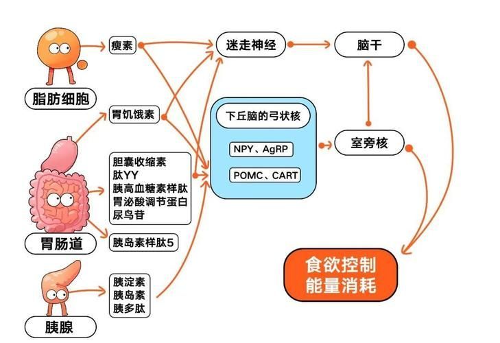能再詳細(xì)分析幾個(gè)拒食原因嗎，厭深入探討拒食現(xiàn)象