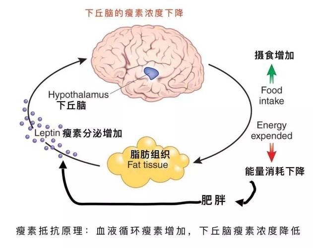 能再詳細(xì)分析幾個(gè)拒食原因嗎，厭深入探討拒食現(xiàn)象
