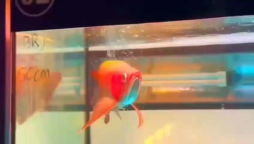 龍魚，水族館和家庭養魚中都受到了