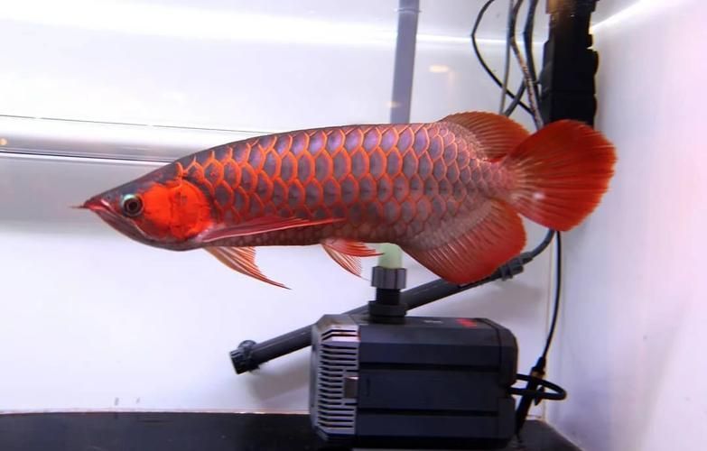 給我一些真假血紅龍魚的圖片對比，如何鑒別真假血紅龍魚 給我一些真假血紅龍魚的圖片對比，如何鑒別真假血紅龍魚 龍魚百科 第2張
