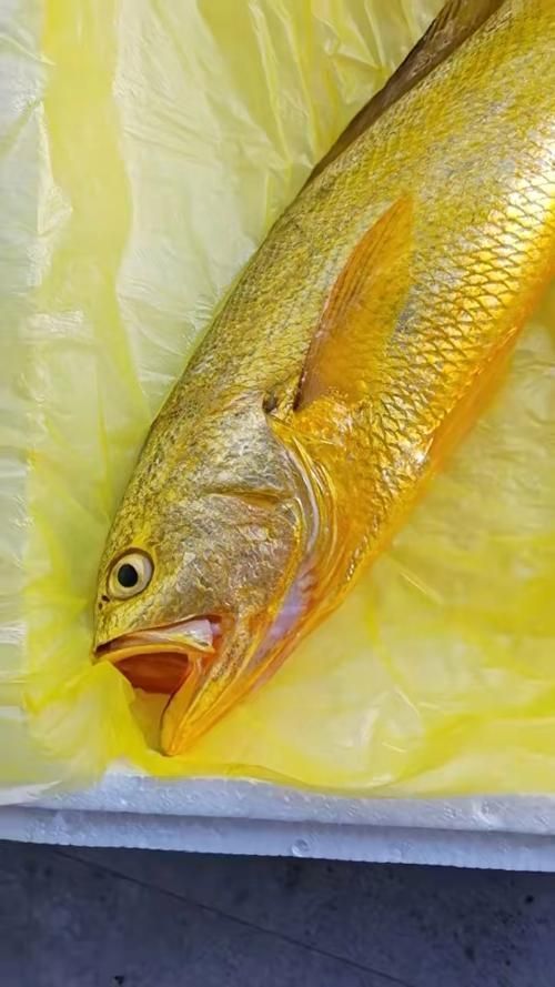 塘沽龍魚和大黃魚的區(qū)別，“塘沽龍魚”與“大黃魚”的區(qū)別