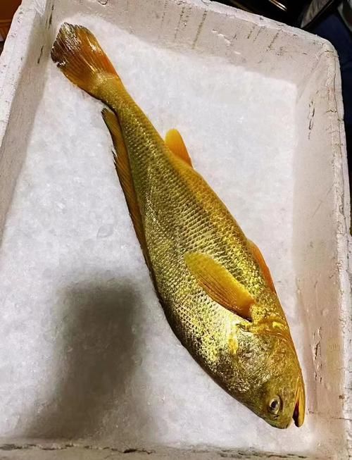 塘沽龍魚和大黃魚的區(qū)別，“塘沽龍魚”與“大黃魚”的區(qū)別