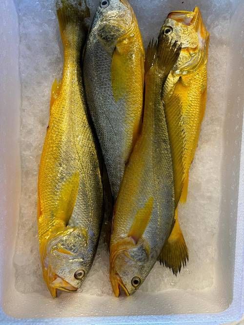 塘沽龍魚和大黃魚的區(qū)別，“塘沽龍魚”與“大黃魚”的區(qū)別