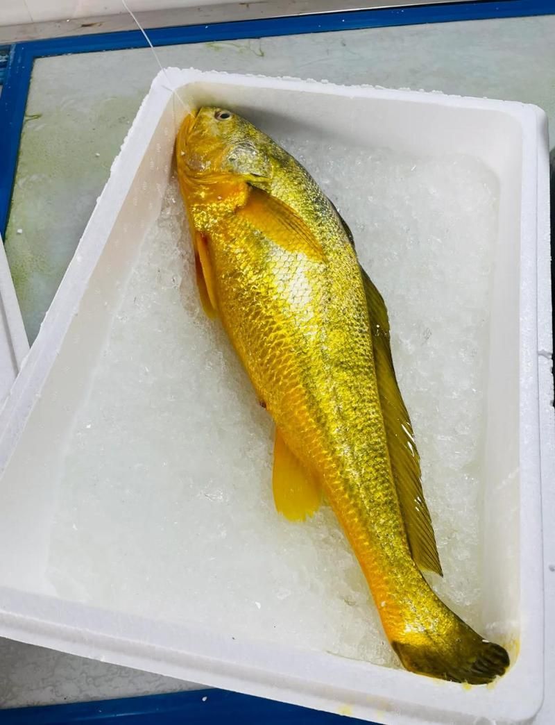 塘沽龍魚和大黃魚的區(qū)別，“塘沽龍魚”與“大黃魚”的區(qū)別