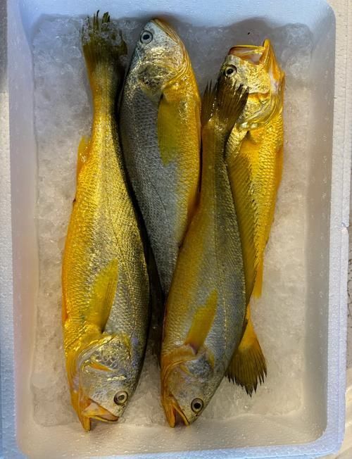 塘沽龍魚和大黃魚的區(qū)別，“塘沽龍魚”與“大黃魚”的區(qū)別