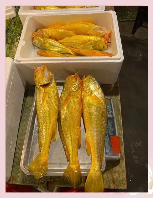 塘沽龍魚和大黃魚的區(qū)別，“塘沽龍魚”與“大黃魚”的區(qū)別