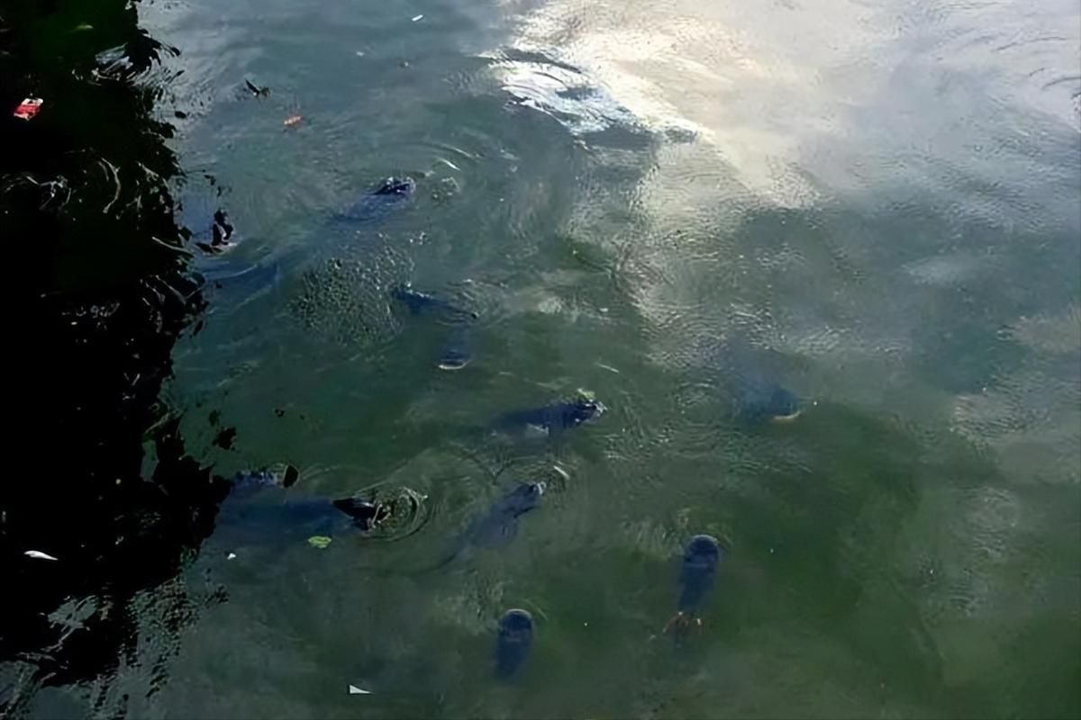 如何預防魚類的浮頭現象，如何預防魚類浮頭現象