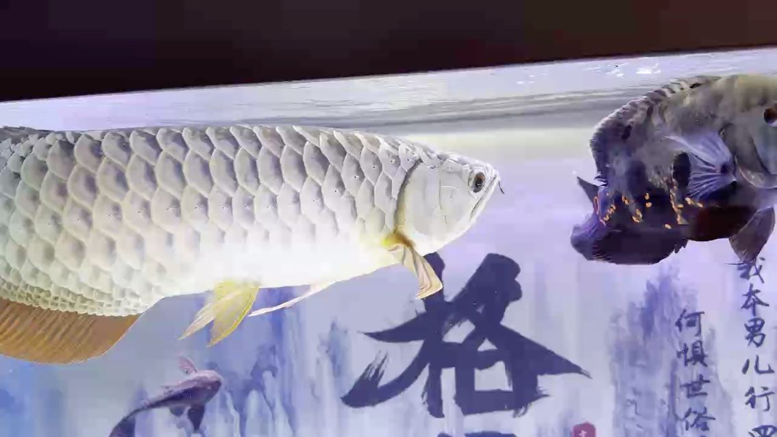 還得是你招人喜[aoman][aoman]，“還得是你招人喜”是什么意思