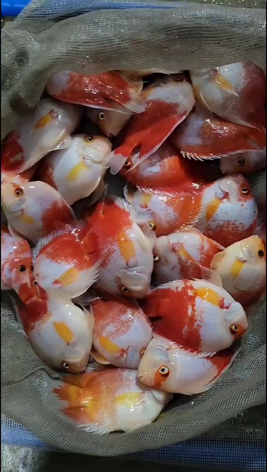 紅白鸚鵡，白鸚鵡被稱為“火焰鸚鵡”，是一種色彩鮮艷的鸚鵡