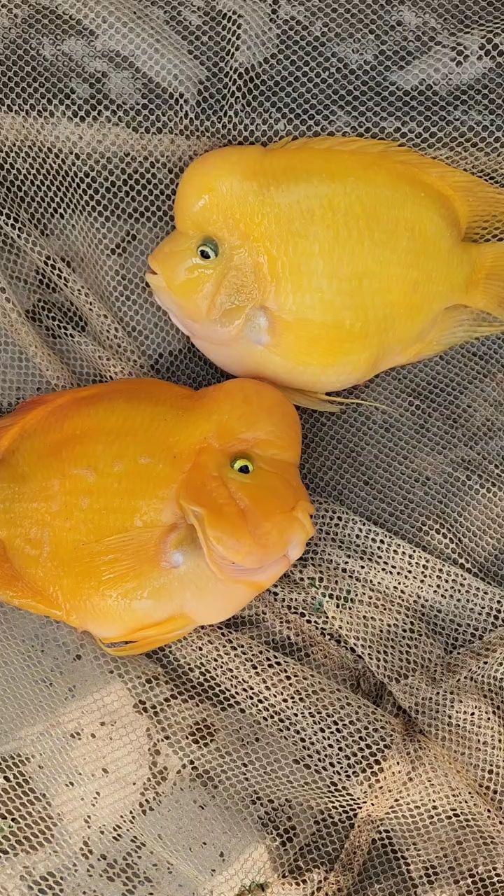 金剛財神，財神鸚鵡魚