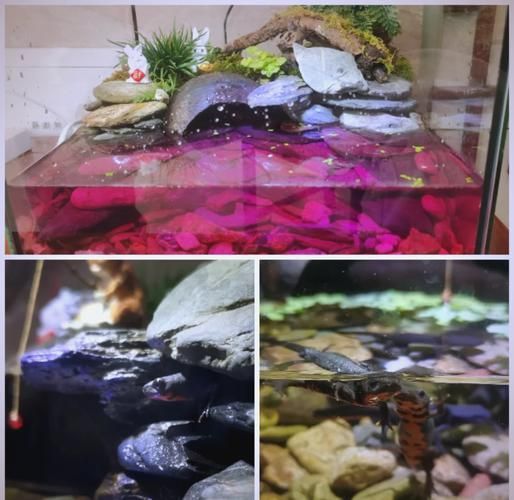 如何科學(xué)飼養(yǎng)火龍魚蠑螈，火龍魚蠑螈的飼養(yǎng)方法