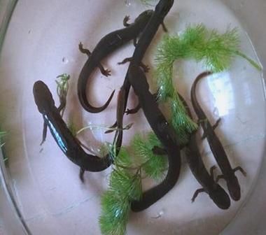 如何科學(xué)飼養(yǎng)火龍魚蠑螈，火龍魚蠑螈的飼養(yǎng)方法