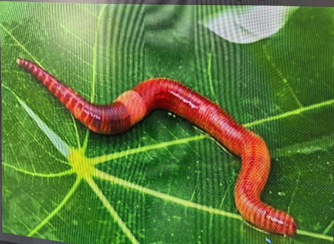 如何科學(xué)飼養(yǎng)火龍魚蠑螈，火龍魚蠑螈的飼養(yǎng)方法