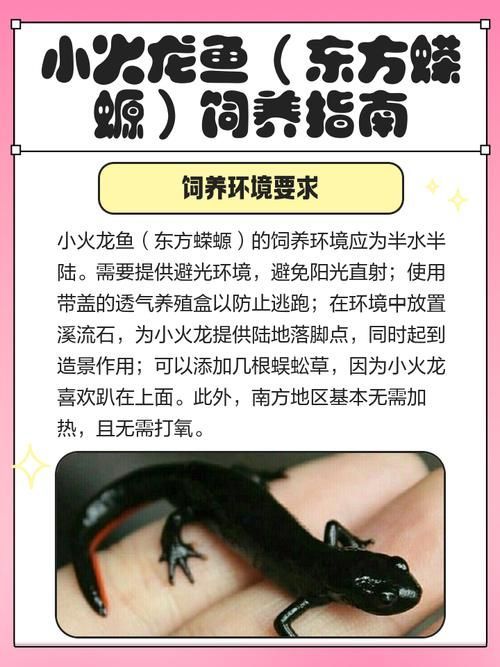 如何科學(xué)飼養(yǎng)火龍魚蠑螈，火龍魚蠑螈的飼養(yǎng)方法